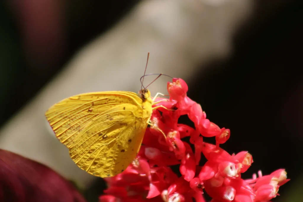 Borboleta amarela pousada sobre flores vermelhas, com o fundo dissolvido
