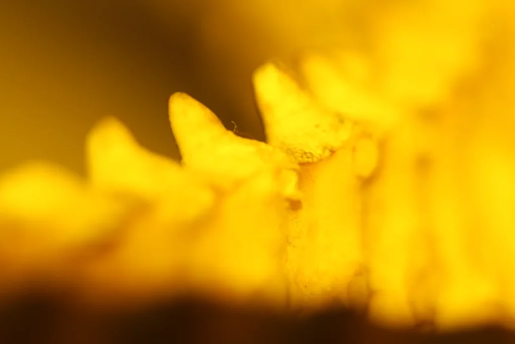 Espinhos amarelos de estrela-do-mar em contraluz