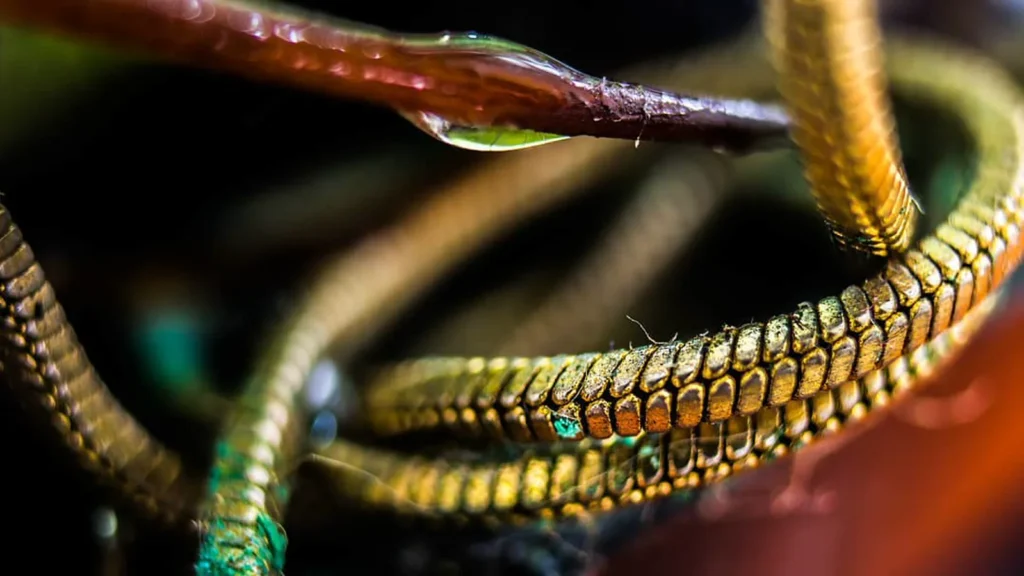Corrente metálica dourada e esverdeada, fotografada de muito perto
