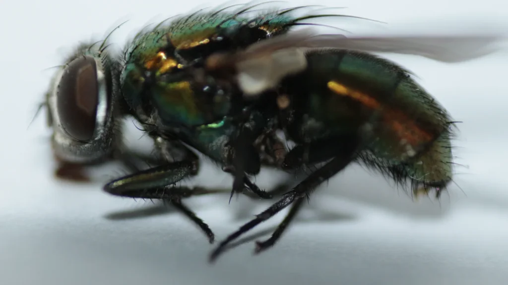 Mosca varejeira de tórax verde metálico, em detalhe nítido